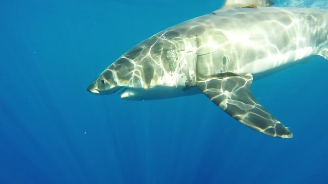 Great white shark misses bait near shark cage, POV