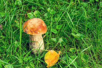 mushroom growing on autumn grass