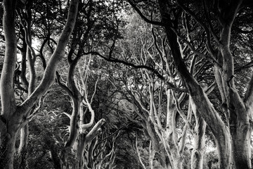 The Dark Hedges