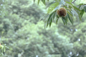 里山に実り始めた栗の実_01