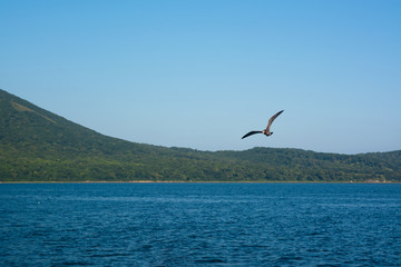 Fototapeta na wymiar Cormorant flying over sea.