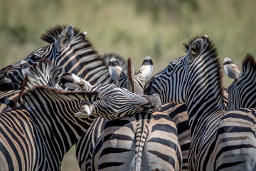 Fototapeta na wymiar Group of Zebras bonding in Chobe.