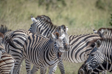 Fototapeta na wymiar Zebra doing a Flehmen grimace.