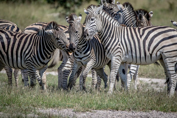Three Zebras bonding in the Chobe.