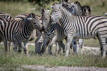 Fototapeta na wymiar Three Zebras bonding in the Chobe.