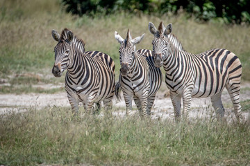 Fototapeta na wymiar Three Zebras starring at the camera.