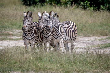 Three Zebras starring at the camera.