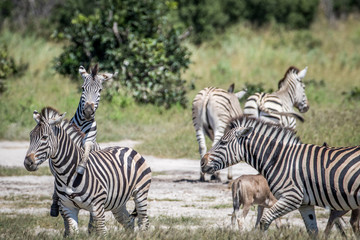 Group of Zebras playing in Chobe.