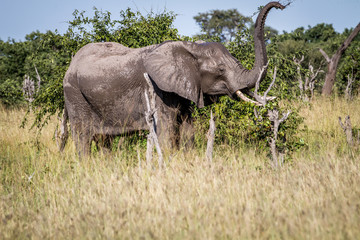 Fototapeta premium Elephant standing in the grass.