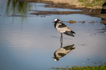 Blacksmith lapwing walking in the water.