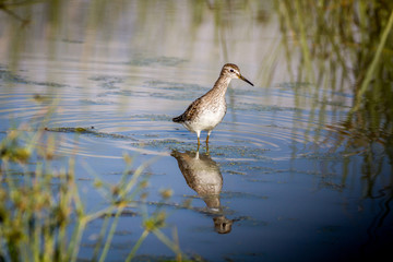 Wood sandpiper walking in the water.