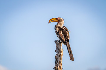 Yellow-billed hornbill sitting on a stump.