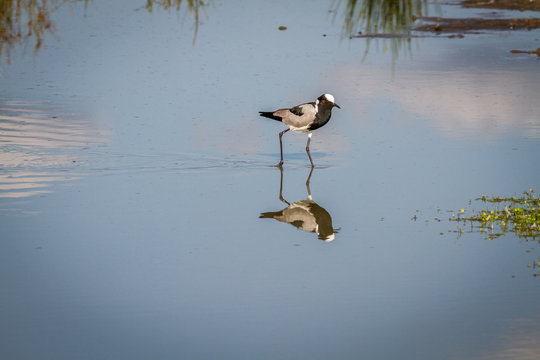 Blacksmith lapwing walking in the water.