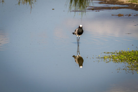 Blacksmith lapwing walking in the water.