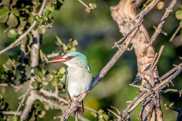 Woodland kingfisher sitting on a branch.