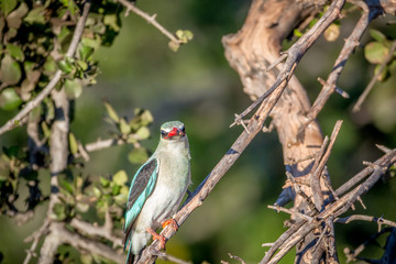 Woodland kingfisher sitting on a branch.