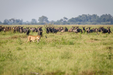 Fototapeta na wymiar Lion walking in front of Blue wildebeests.