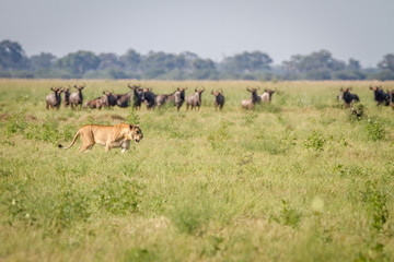 Fototapeta premium Lion walking in front of Blue wildebeests.