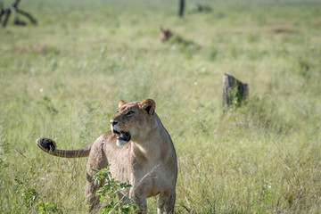 Fototapeta na wymiar Lioness standing in the grass.