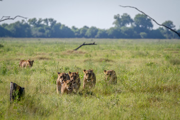 Pride of Lions walking in the grass.