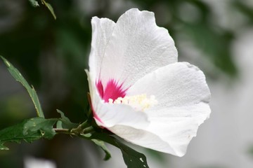 白いムクゲ