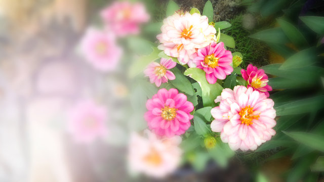 pink dasie soft flower background