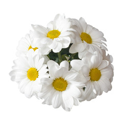 Chrysanthemums isolated on white background