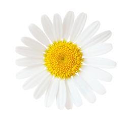 Close-up of Chamomile (Ox-Eye Daisy ) isolated on white background.