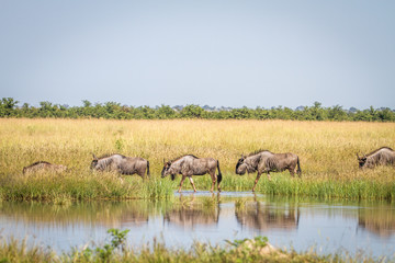 Blue wildebeests walking next to the water.