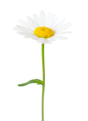 Chamomile (Ox-Eye Daisy ) isolated on white background.