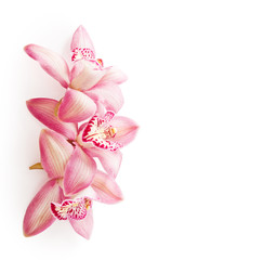 Three  pink Orchid flowers (Cymbidium)  isolated on white background.