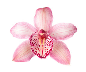 Fototapeta na wymiar Close-up of pink Orchid flower (Cymbidium) isolated on white background.