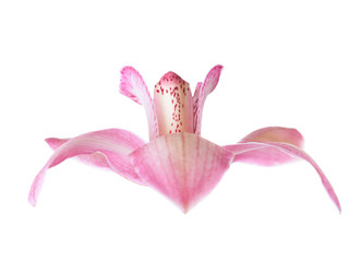 Close-up of  pink Orchid flower isolated  white background. Shallow depth of field