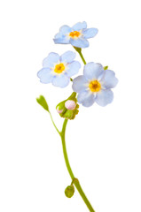 Forget-me-nots isolated on white background.