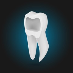 Illustration of Vector Realistic Tooth. 3D Teeth with Inner Part Template