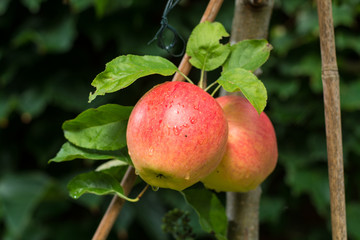 Big red ripe apples on the apple tree, ready to harvest