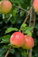 Big red ripe apples on the apple tree, ready to harvest