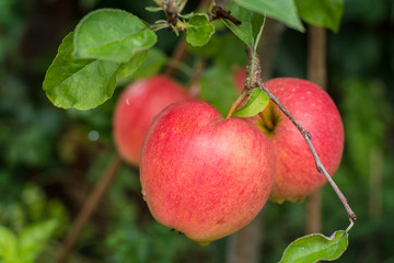 Big red ripe apples on the apple tree, ready to harvest