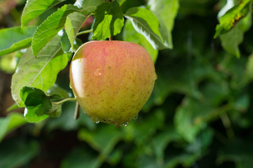 Big red ripe apples on the apple tree, ready to harvest
