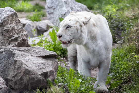 White tiger walking