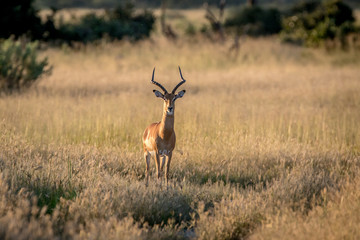 Impala ram starring at the camera.