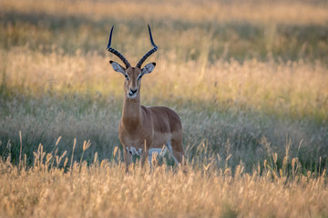Impala ram starring at the camera.