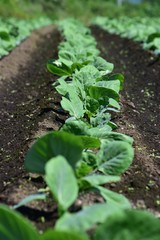 植えてまもないブロッコリー畑