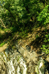 trees, forest and mountain. travel and sightseeing