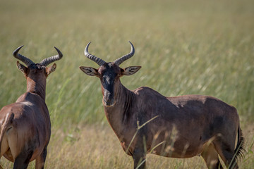 Two Red hartebeests standing in the grass.