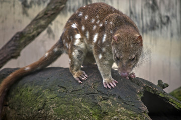 quoll