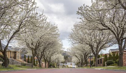 Suburban Spring Blossoms