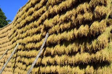 稲の天日干し　信州木曽