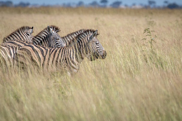 Fototapeta na wymiar Group of Zebras standing in the high grass.