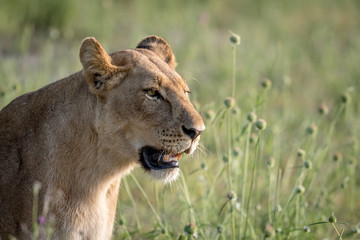 Side profile of a Lion in the grass.